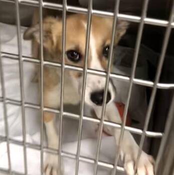Cash -  Collie Dog for Adoption in Parma, Ohio - Cash | PetCurious