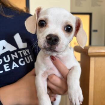Mantis -  Pug and Beagle Dog for Adoption in Morristown, Vermont - Mantis | PetCurious