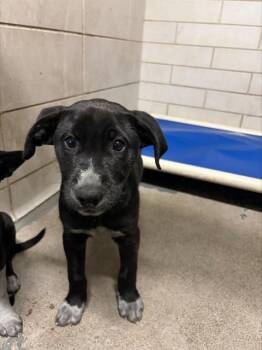 German Shepherd Dog and Mixed Breed Dogs Available for Adoption in Stockton, California - DONNA | PetCurious