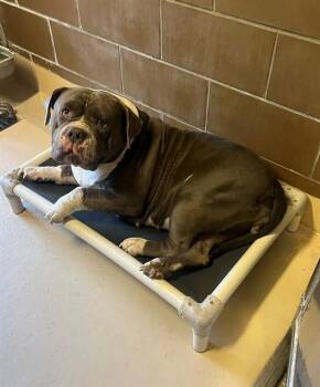BIG BERTHA -  American Bulldog and Mastiff Dog for Adoption in Blythe, California - BIG BERTHA | PetCurious