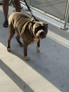 Pit Bull Terrier and Mixed Breed Dogs Available for Adoption in Doral, Florida - TROUBLE | PetCurious