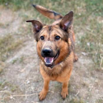 Rescue German Shepherd Dog and Mixed Breed Dogs for Adoption in Austin, Texas - Gunner LLD | PetCurious