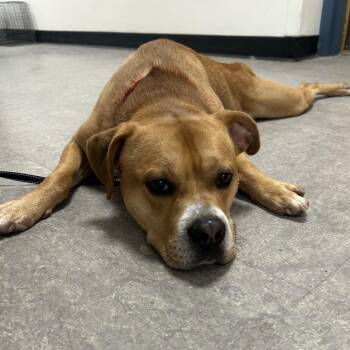 Muppet -  Mixed Breed Dog for Adoption in Philadelphia, Pennsylvania - Muppet | PetCurious