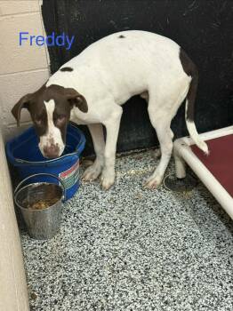 Freddy -  Pointer Dog for Adoption in Fayetteville, West Virginia - Freddy | PetCurious