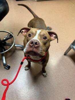 PINK PONY -  Pit Bull Terrier and Mixed Breed Dog for Adoption in Cookeville, Tennessee - PINK PONY | PetCurious