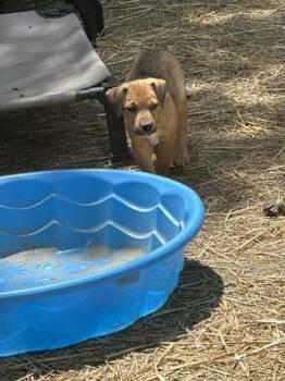 WHAM -  Labrador Retriever Dog for Adoption in Evansville, Indiana - WHAM | PetCurious