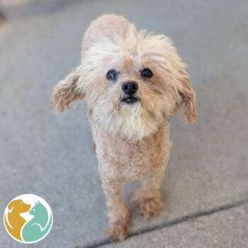 Jazzy -  Mixed Breed Dog for Adoption in Toledo, Ohio - Jazzy | PetCurious