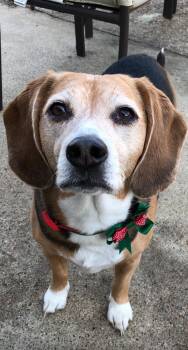 Rescue Beagle Dogs for Adoption in Fort Worth, Texas - Sadie | PetCurious