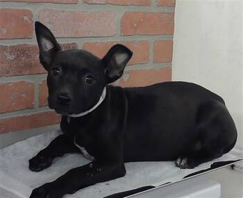 Staffordshire Bull Terrier Dogs Available for Adoption in Houston, Texas - A2073754 | PetCurious