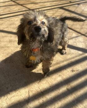 Sushi -  Poodle and Chihuahua Dog for Adoption - Sushi | PetCurious