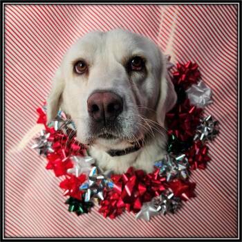 ROSE -  Labrador Retriever and Great Pyrenees Dog for Adoption in Frisco, Colorado - ROSE | PetCurious