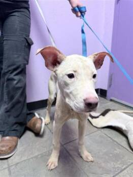 61586370 -  American Staffordshire Terrier and Mixed Breed Dog for Adoption in El Paso, Texas - 61586370 | PetCurious