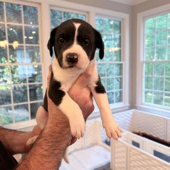 Border Collie and Pit Bull Terrier Dogs Available for Adoption in Durham, North Carolina - Guffaw | PetCurious