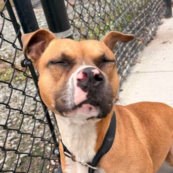 Rescue Pit Bull Terrier and Boxer Dogs for Adoption in Winston-salem, North Carolina - Bella | PetCurious