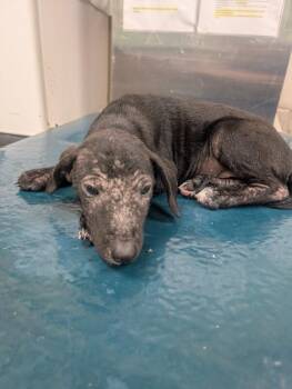 Piper -  Black Labrador Retriever Dog for Adoption in Mobile, Alabama - Piper | PetCurious