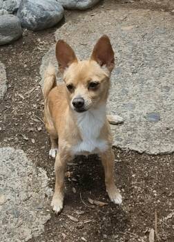 Chihuahua Dogs Available for Adoption in Los Angeles, California - Nyx | PetCurious