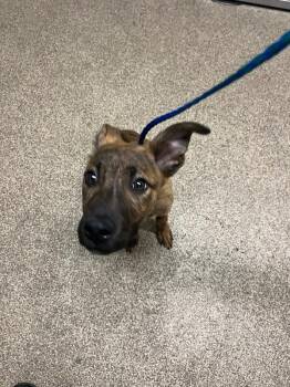 Skytree -  Mixed Breed Dog for Adoption in Fruit Heights, Utah - Skytree | PetCurious