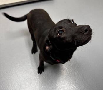 Labrador Retriever Dogs Available for Adoption - Petunia | PetCurious