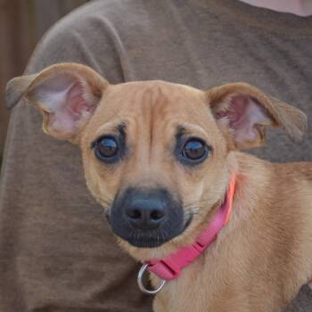 Dora -  Whippet and Italian Greyhound Dog for Adoption in Huntley, Illinois - Dora | PetCurious