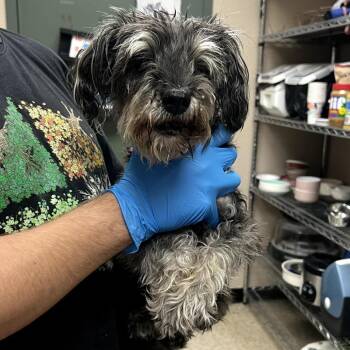 Miniature Schnauzer and Mixed Breed Dogs Available for Adoption in Bullhead City, Arizona - PIXIE | PetCurious