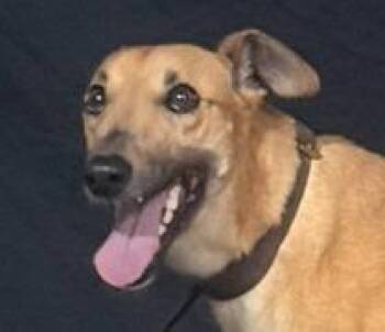 Paw Vessella -  Greyhound Dog for Adoption in Douglasville, Georgia - Paw Vessella | PetCurious