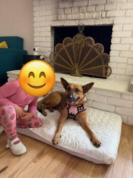 Carrot -  Shepherd Dog for Adoption in Santa Monica, California - Carrot | PetCurious