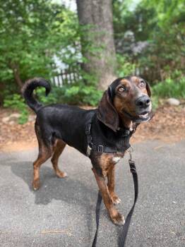 Poppy -  Plott Hound Dog for Adoption in Lovingston, Virginia - Poppy | PetCurious