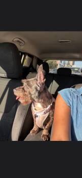 Chanel -  Miniature Schnauzer Dog for Adoption in Plano, Texas - Chanel | PetCurious