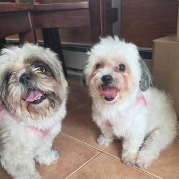 Chloe -  Maltese Dog for Adoption in Oceanside, New York - Chloe | PetCurious