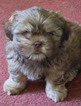Gretel -  Shih Tzu Dog for Adoption in Rochester, New York - Gretel | PetCurious