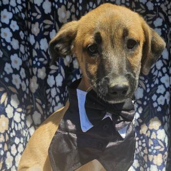 Glen Of Imaal Terrier and Belgian Shepherd Malinois Dogs Available for Adoption - Rexy | PetCurious