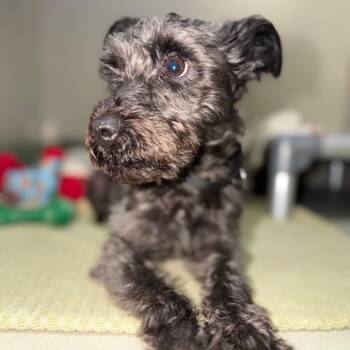 Shade 54547 -  Poodle and Schnauzer Dog for Adoption in Las Vegas, Nevada - Shade 54547 | PetCurious