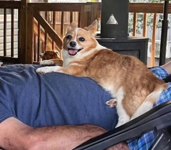 Sweets -  Corgi and Pomeranian Dog for Adoption in Lacon, Illinois - Sweets | PetCurious