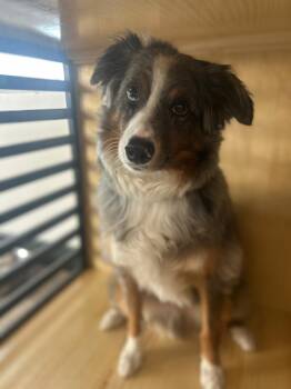 Riggs -  Australian Shepherd Dog Available for Adoption in Coarsegold, California - Riggs | PetCurious