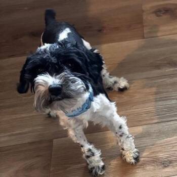 Miniature Schnauzer Dogs Available for Adoption in Stokesdale, North Carolina - Charlie | PetCurious