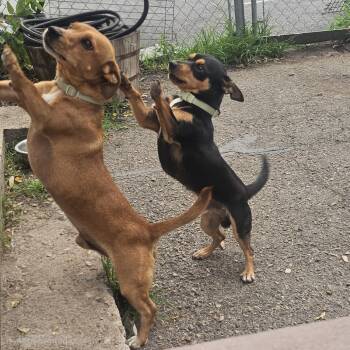 Luis and Leo -  Chihuahua and Dachshund Dog for Adoption in Ringwood, New Jersey - Luis And Leo | PetCurious