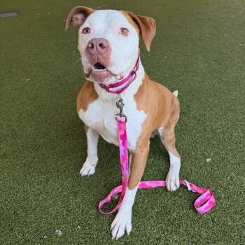 Pork Pie -  American Bulldog Dog for Adoption in West Palm Beach, Florida - Pork Pie | PetCurious
