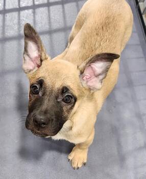 Juniper -  Pug and Shepherd Dog for Adoption in Walnutport, Pennsylvania - Juniper | PetCurious