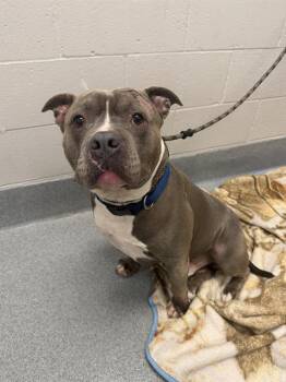 ROCKY -  Pit Bull Terrier Dog for Adoption in Indianapolis, Indiana - ROCKY | PetCurious
