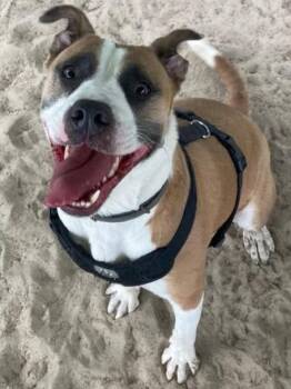Chloe -  American Bulldog Dog for Adoption in Manning, South Carolina - Chloe | PetCurious