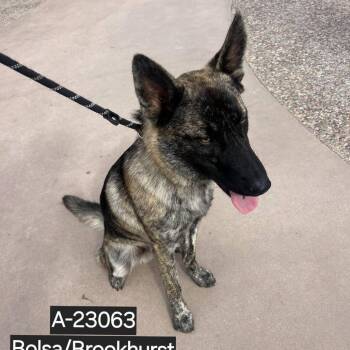 Bonzai -  German Shepherd Dog and Mixed Breed Dog for Adoption in Westminster, California - Bonzai | PetCurious