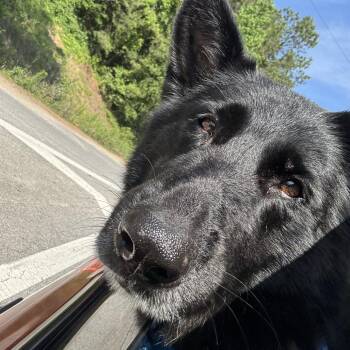 Bella -  German Shepherd Dog Dog for Adoption in Columbus, Georgia - Bella | PetCurious