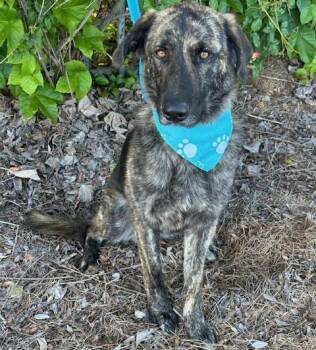Shepherd Dogs Available for Adoption in Bell Gardens, California - FREDDY | PetCurious
