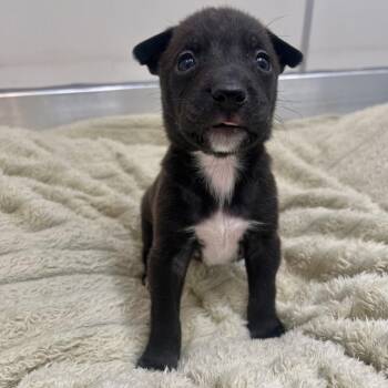Kronk -  Rottweiler and Mixed Breed Dog for Adoption in Murray, Utah - Kronk | PetCurious