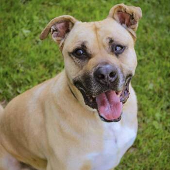 Rescue Black Mouth Cur Dogs for Adoption in Valparaiso, Indiana - Cody | PetCurious