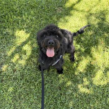 Mr Softie -  Miniature Poodle Dog for Adoption in Corona, California - Mr Softie | PetCurious