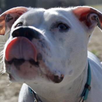 Melo -  Mixed Breed Dog for Adoption in Westhampton, New York - Melo | PetCurious