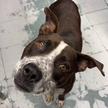 Pit Bull Terrier Dogs Available for Adoption in Corsicana, Texas - Bubba D45713 | PetCurious