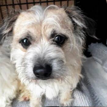 Havanese Dogs Available for Adoption - Benny | PetCurious