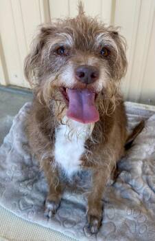 Rescue Terrier Dogs for Adoption in Joshua Tree, California - BUDDY | PetCurious